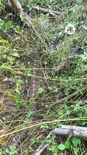 Dhiraj Gaikwad | ⚠️Python stuck in net⚠️ Locals informed that a python was stuck in a net at Sanpada. immediately went and safely caught the python and... | Instagram