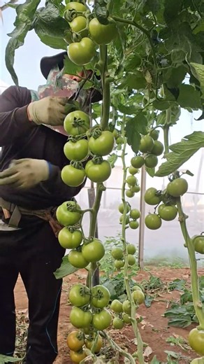 cut tomato leaves #tomato #farm #garden #farming #gardening #greenhouse