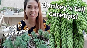 DONKEY'S TAIL / BURROS TAIL CARETIPS! || How To Propagate Them? For more videos, SUBSCRIBE to my YouTube channel: https://www.youtube.com/c/KenKenDeLara/videos THANK YOU! | Kenken de Lara