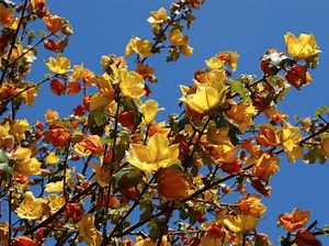 Des arbustes qui résistent à la sécheresse