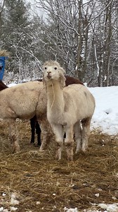 106K views · 6.2K reactions |  | Useless Farm | Facebook