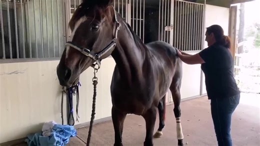 Pamper time for a couple of our new rescue horses