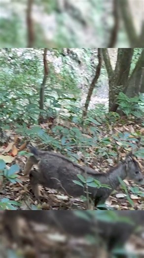 Cute! Ranger encounters #wild Chinese goral on patrol Deep within the lush expanse of the Wuliangshan National Nature Reserve in Pu’er (#Yunnan), a forest ranger encountered with a baby Chinese #goral. When it realised there's someone, it did not run away but continued on its way. At every step it stopped and observed for a moment, as if to embolden itself or to frighten the ranger. #wildlife #animals | T-Time HK