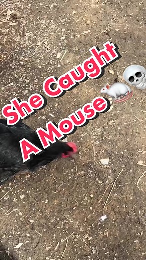 #DidYouKnow #chickens will #eat a #mouse ?