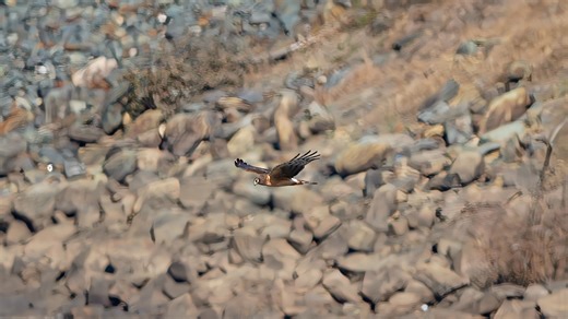 I'm not real good at identifying hawks **EDITED Northern Harrier**, so ID would be appreciated, I Googled it but can't say for sure. Tx | Scott Prince