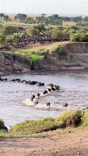 Hufe durch Wasser: Wie tausend Gnus einen Fluss bezwingen