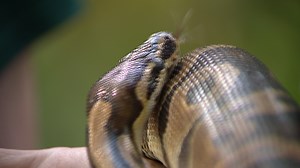 'Snake Man' pulls python from woman's engine