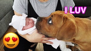 Blind Puppy Meets Newborn Baby First Time 🥰 | Rocky Kanaka