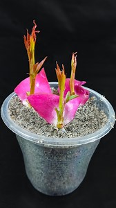 26K views · 123 reactions | Amzaing way to growing rose plant from petal | Quick & effective guide //#reels #shorts #fblifestyel | Rana Craft | Facebook