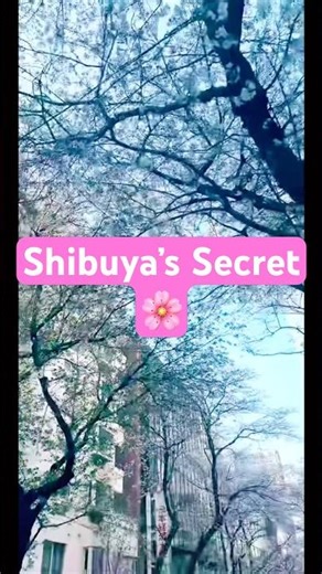 Sakurazaka Cherry Blossoms in FULL BLOOM! 🌸