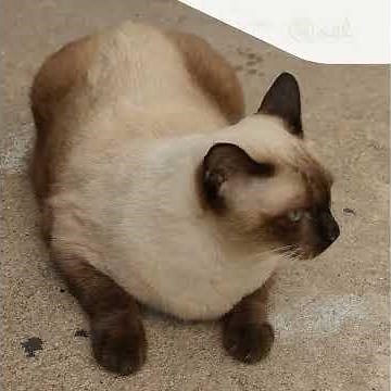 Les chats Siamois, une race unique