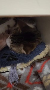 60 reactions · 18 shares | Seraphina is still at the Petco Adoption...