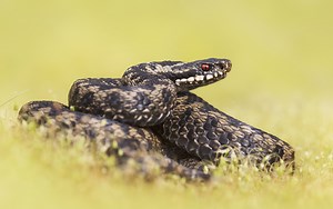 An urgent snake warning has been issued for parts of the UK – here’s how it affects London