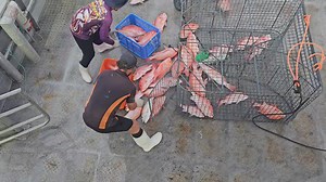 Great to be back out here again. TimeZero Navigation Software Stormline Austral Fisheries Mermaid Shoal Skull Island Tiger Prawns | Tk Offshore Fishing