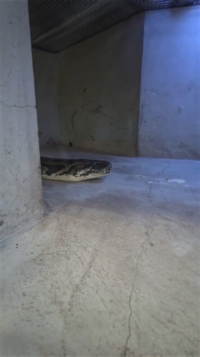 緬甸蟒Burmese Python/Taipei Zoo