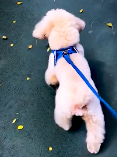 Walks, redefined. Experience unmatched comfort, perfect fit, and total ease with EzyDog’s smooth-walking essentials. Available at www.ezydog.com.ph #EzyDog #EzyDogPH #ilovemyEzyDog #dogs #puppy #dogsoftiktok #foryou #viral #iDeserveBetterGear #PupgradeNow #AdventureReady #DogGearGoals #LiveLifeEzy