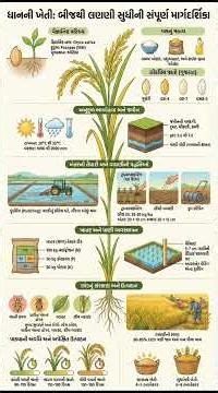 amazing paddy planting method #shorts #farming#satisfying