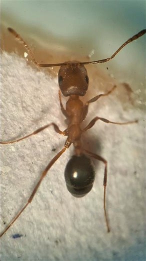 This Is What an Ant Really Looks Like 🔬🐜 #Shorts