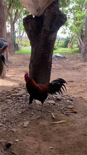 🐔