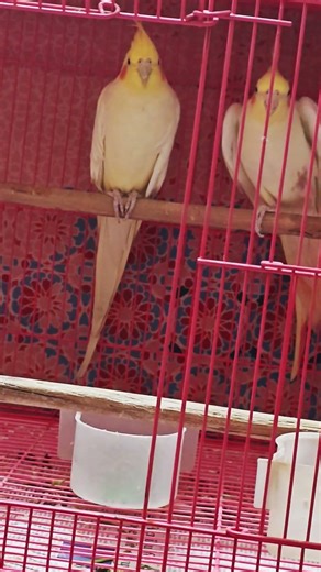 MY COCKATIEL'S DAILY ROUTINE 😂😂🥰