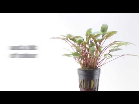 Aquarium Plant Cryptocoryne petchii