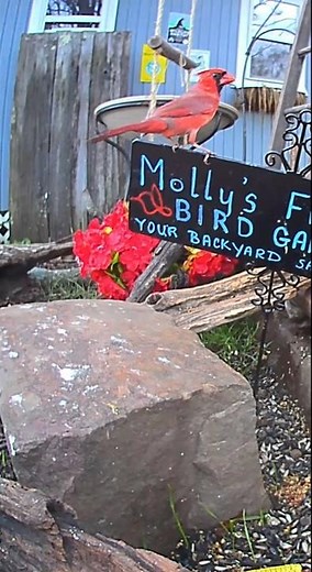 Vibrant Red! ❤️ Male Northern Cardinals Show Off Their Beautiful Plumage