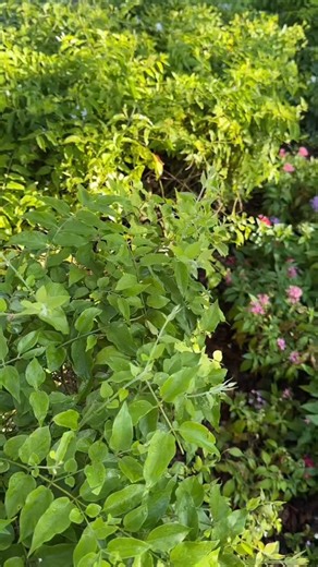 2.5K views · 41 reactions | PIN TUESDAY! This week Disney released pins celebrating the 25th anniversary of pin trading, Nightmare Before Christmas, and more! ️ Which pin released this week would you add to your collection? Let us know in the comments below! For more details on the newest pins be sure to visit our website at WDWNT.com! #disneyparks #waltdisneyworld #disney #disneyworld #wdwnt #waltdisneypresents #disneypins #disney25pins #limitededition | WDW News Today | Facebook