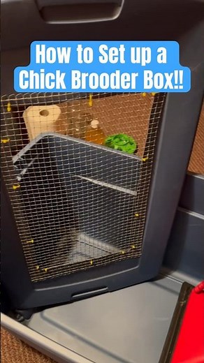 🐥🐣 How to Set Up a Chick Brooder Box! #chicks #brooder