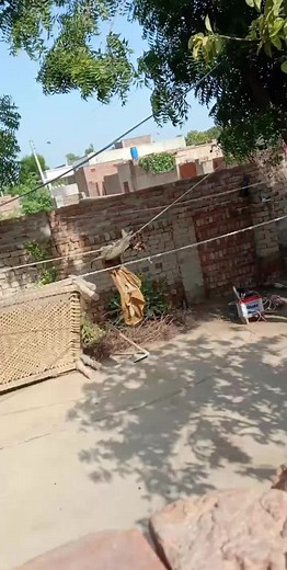 Cat Climbing Skills: A Charming Outdoor Adventure