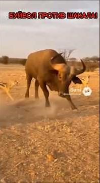 Buffalo vs. Jackal Pack: The Ultimate Showdown!