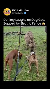 Donkey Laughs as Dog Gets Zapped by Electric Fence | Elisa De Panicis Agnelli