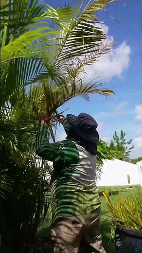 Palm Tree Trimming in Florida | Top Lawn Pros | Professional Landscaping Services | ApolloBeach |