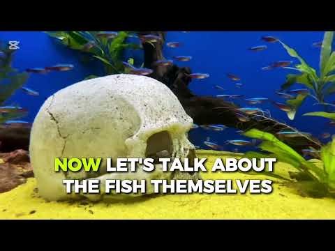 Neon Tetra Breeding: The Ultimate Guide