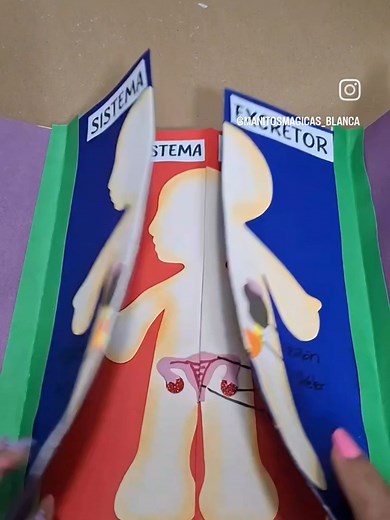 Sistemas del Cuerpo Humano: Guía Escolar
