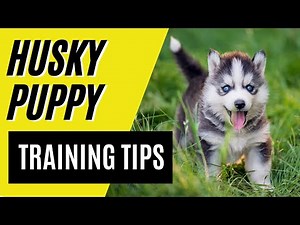 7 BEST Husky Puppy Training Tips - Siberian Husky Training