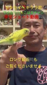 セキセイインコとマメルリハインコの幸せショート動画🎥 2026年8月3日(月)朝7時の様子 🙇‍♂️ロング動画もご覧ください👍
