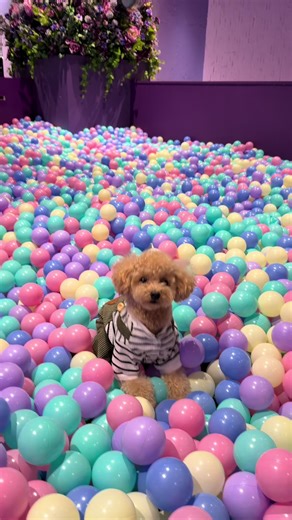 わんちゃん専用ボールプールで遊ぼう！