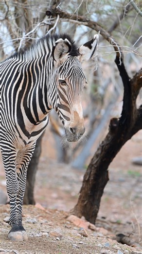 7.5K views · 296 reactions | Did you know that a zebra's stripes are as unique as a human fingerprint? To the trained eye, our three Grevy's zebras, Masika, Tuari and Najuma, can be identified just by their stripes. Luckily, you can tell the difference in easier ways, as Jake (Senior Keeper - Hoofstock) mentions in the video! #InternationalZebraDay | Phoenix Zoo | Facebook