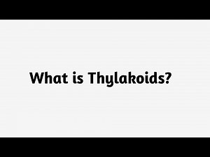 What is Thylakoids?