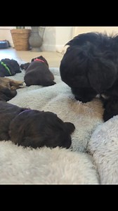 2K views · 25 reactions | Mario is saying hello to Lady's puppies for the first time 殺 Absolutely adore how gentle and sweet he's being with them  Contact us on messenger or text/call 0404503374 (Linda) for more information on how you can adopt one of Lady's girls and bring them home in time for Christmas  #shoodlepuppies #shoodle #shipu #shihtzu #toypoodle #toypoodlecross #cutenessoverload #puppies | Shoodle Puppies Australia | Facebook