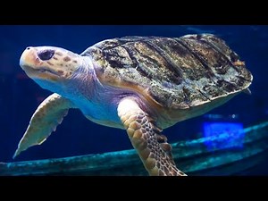 Sea Turtle with 3D-Printed Shell Piece Continues to Thrive Years After Innovative Procedure