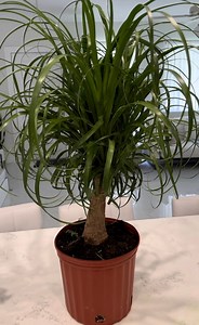 Ponytail Palm-the Elephant Foot Tree- Huge Plant - House Plant - H: 26-35   Inches - Etsy