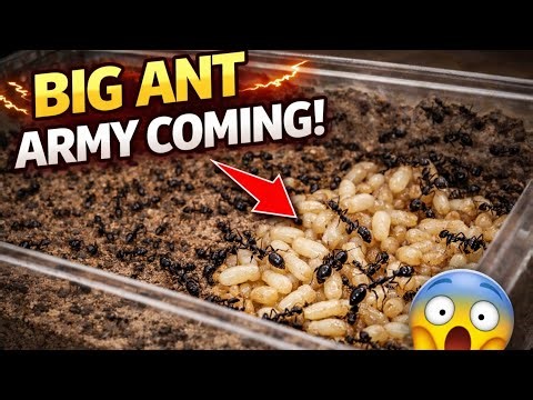 Huge Ant Army Coming 😱 | Formicarium Full of Pupae | Raani Chinti Colony Growth