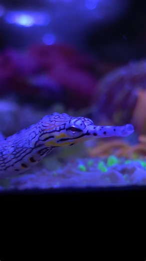 Never realized how beautiful the dragonface pipe fish was up close 😍. #reeftank #fish #pipefish #aquarium