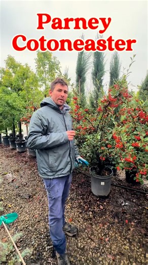 13 reactions | Cotoneaster comes in all shapes and sizes, but this one is perfect for a hedge! #bigoaknursery #fyp #elkgrove #cotoneaster #hedgeplants | Big Oak Nursery | Facebook