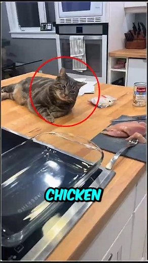 5 Ninja Moves My Cat Uses to Commit Crimes 😭🐱 (You Won’t Believe #1)