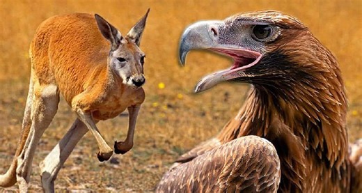 Kangaroo fights for its life as eagles attack from above