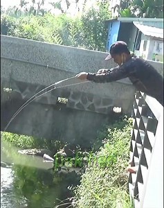 mancing ikan gabus besar sampai bergetar sambaranya | Mancing mania mantap