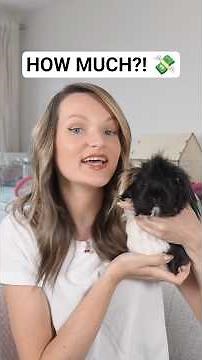 This is what 5 guinea pigs actually cost! 💰