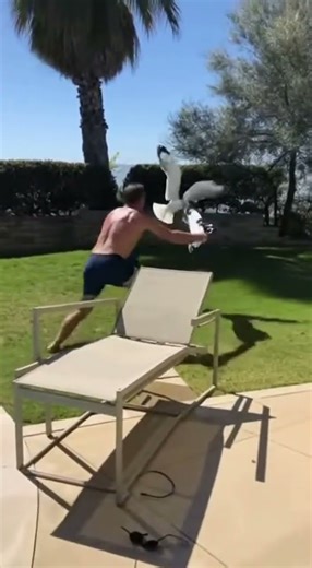 Towel Thief 🐦🏖️💀 | #funny #viral